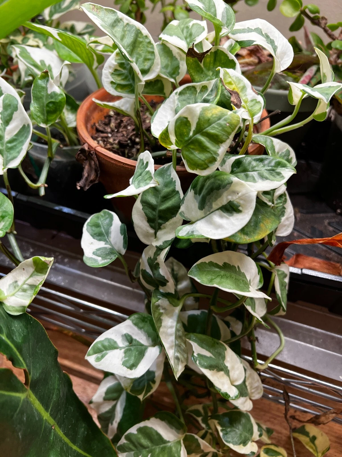 3 N’Joy Pothos Cuttings – Epipremnum Aureum Unrooted Stems, Live Variegated Houseplant Starter Vines