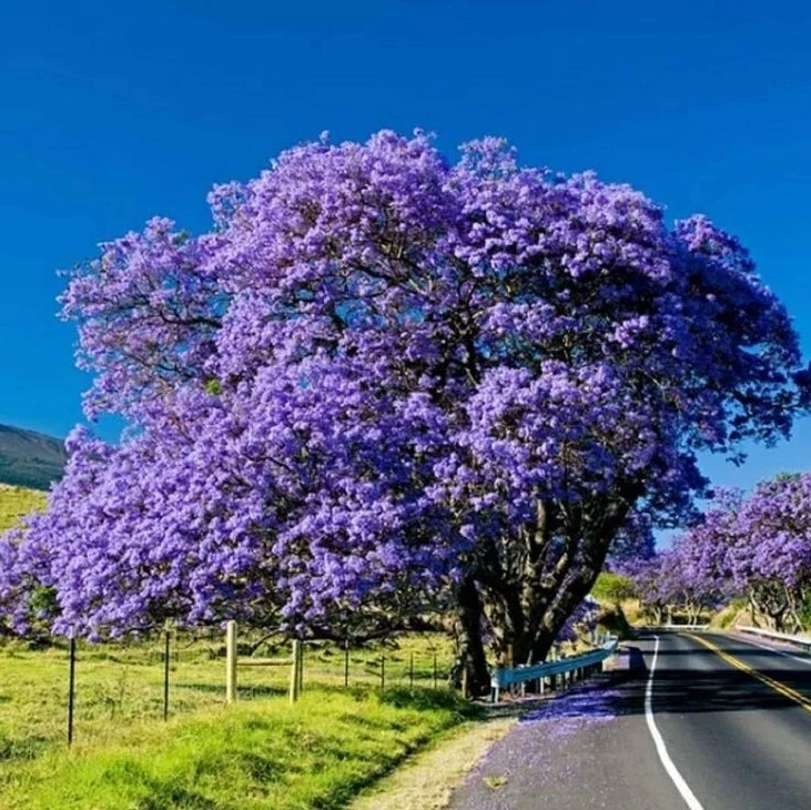 Blue Jacaranda Live Tree – 1 Year Old Jacaranda mimosifolia Plant, 8–10 Inch Ornamental Flowering Tree