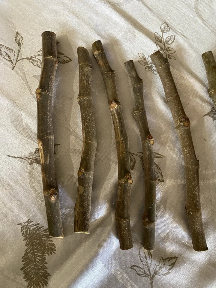 Black Mission Fig Cuttings Set of 15 Dormant Hardwood Pieces 6 Inch or Longer for Propagation