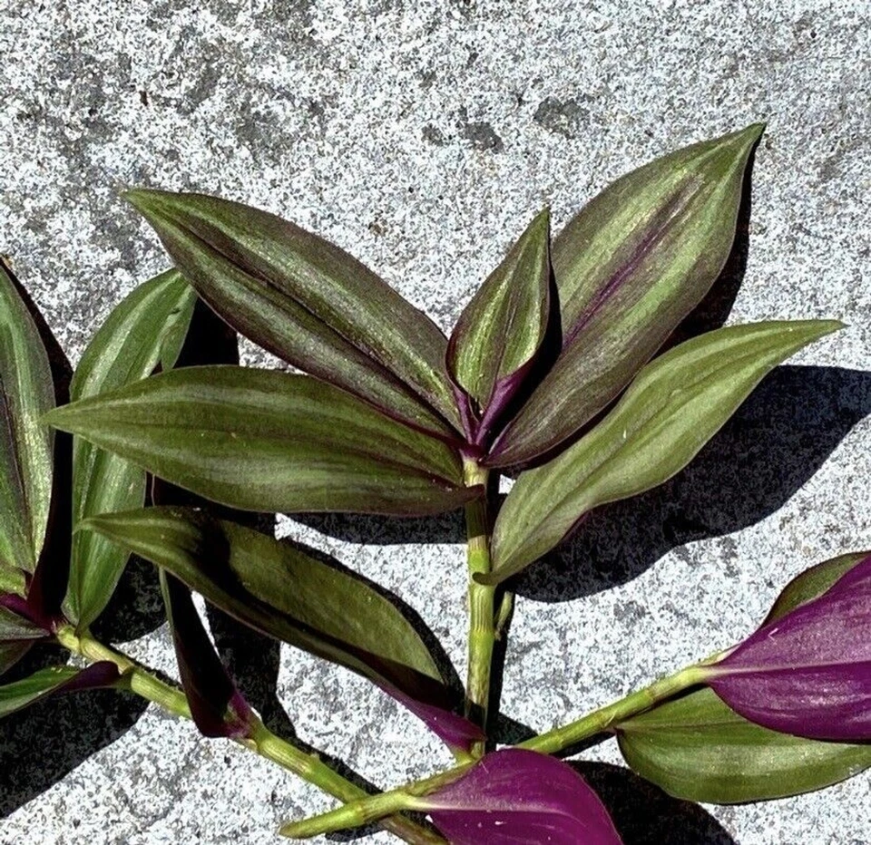 Tradescantia zebrina – 12 Unrooted Cuttings – Wandering Jew / Wandering Dude Purple Vine Starter for Indoor Pots or Hanging Planters