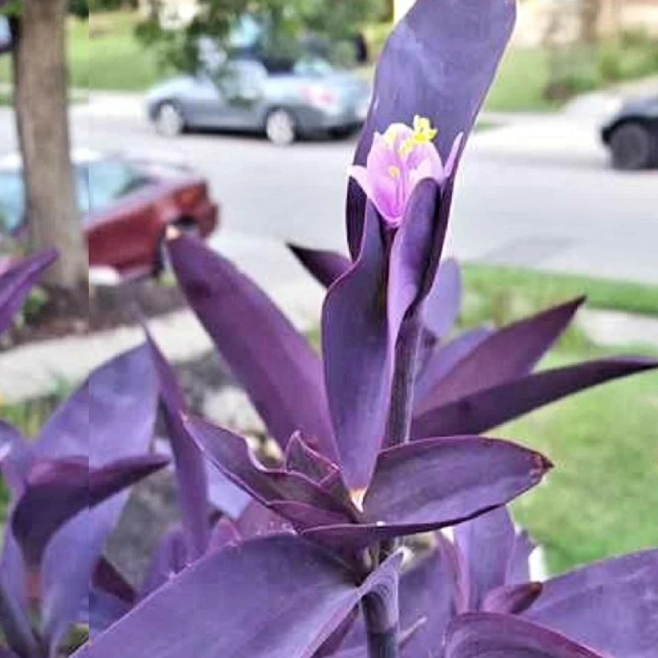 Wandering Jew Cuttings – 10 Purple Tradescantia Zebrina Cuttings, Trailing Perennial Houseplant for Propagation