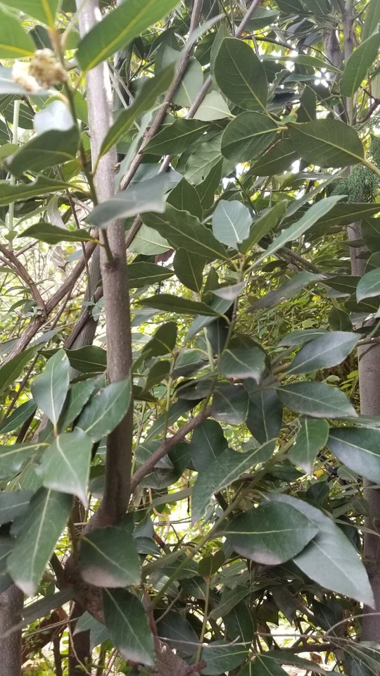 Bay Laurel Tree Cuttings – 10 Unrooted Laurus Nobilis Stem Cuttings, Bay Leaf Plant for Propagation