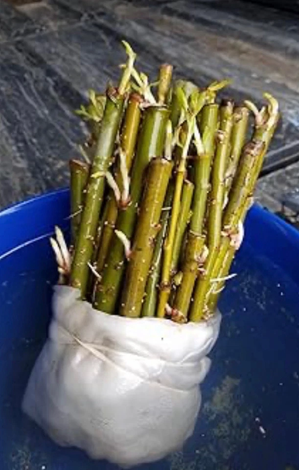 Austree Hybrid Willow Tree Cuttings – 40 Unrooted 10 Inch Pieces – Salix Hybrid Starter