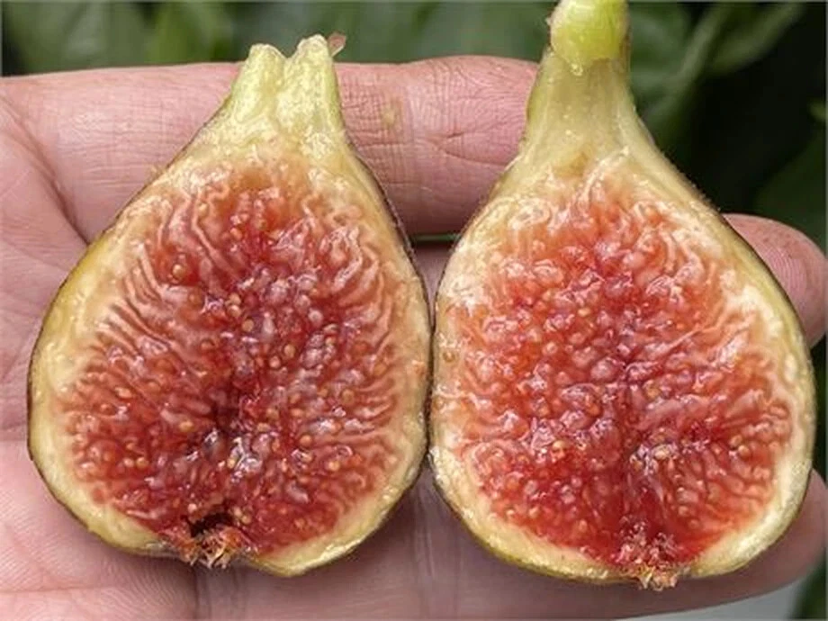 Dominick’s Fig Tree Cutting – 8+ Inch Long Cutting with Minimum 3 Nodes for Rooting and Propagation