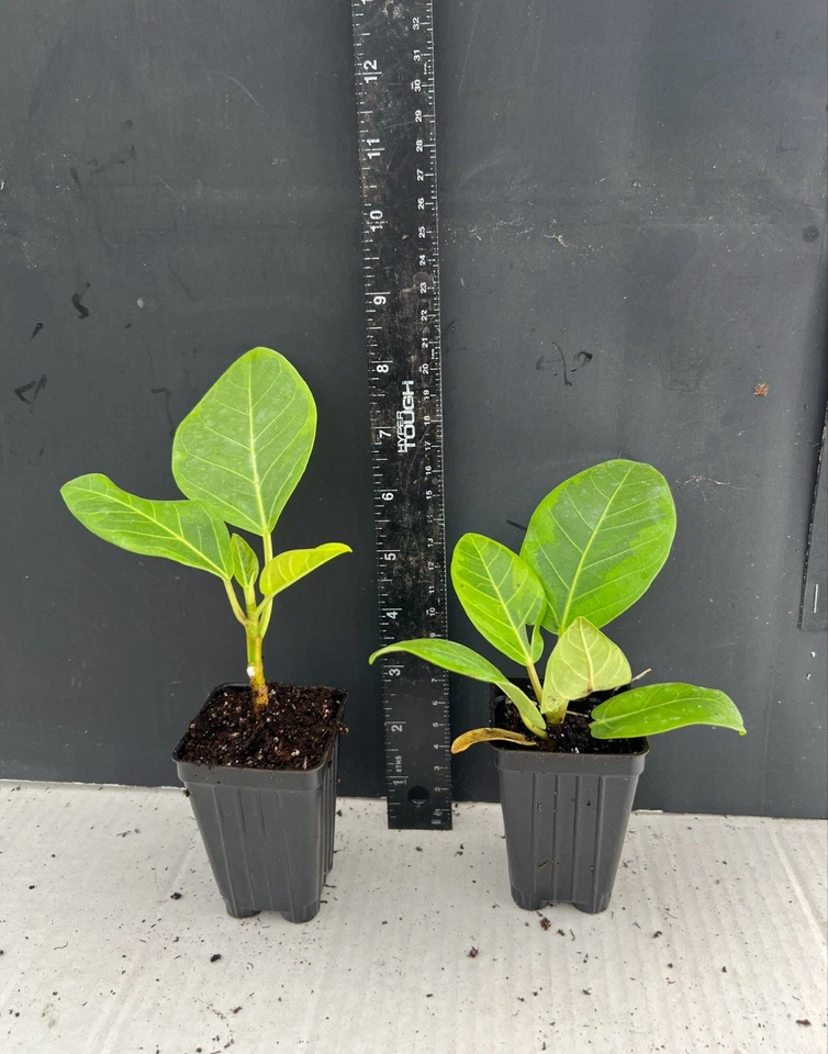 Yellow Gem Rubber Tree Starter Plant – Rooted Ficus Elastica Yellow Gem Live Houseplant for Indoor Growing