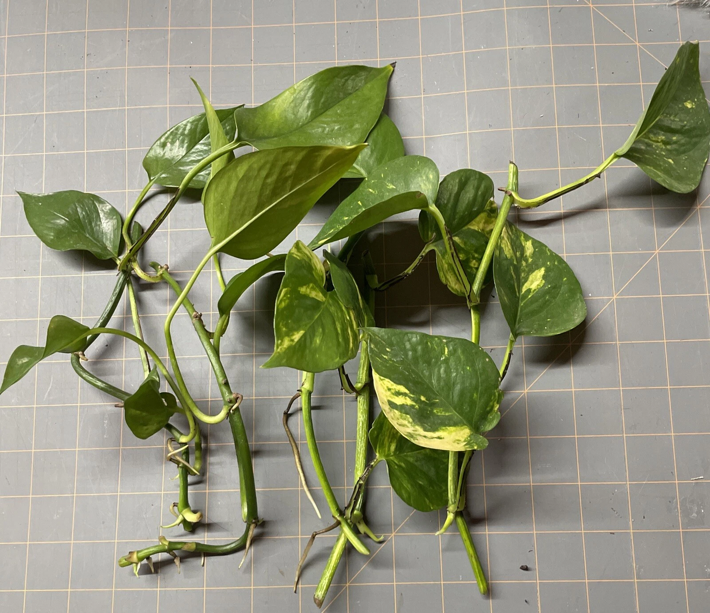 Golden Pothos Rooted Cuttings – 5 Live Epipremnum aureum Cuttings for Indoor Houseplant Growing