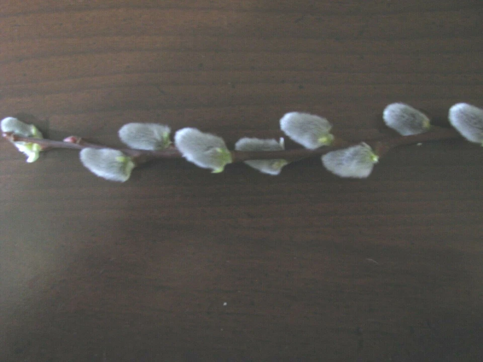 Salix discolor Pussy Willow Cuttings 25 Unrooted Branches 5–7 Inch Live Plant Material for Propagation