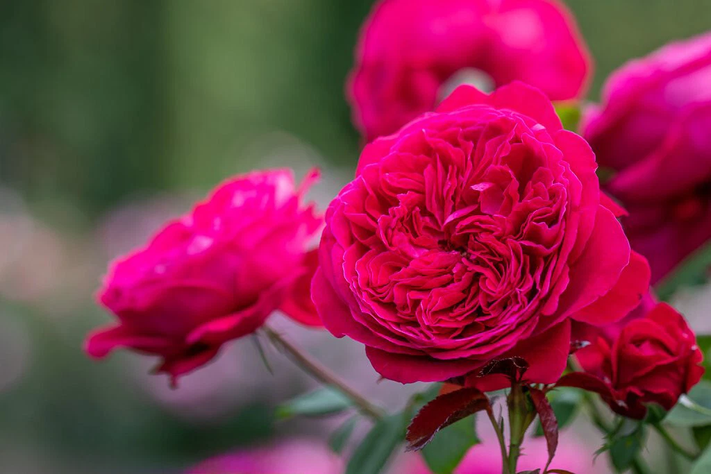 Rouge Royal Red Rose Cuttings – 3 Live Unrooted Rose Cuttings for Rooting or Grafting