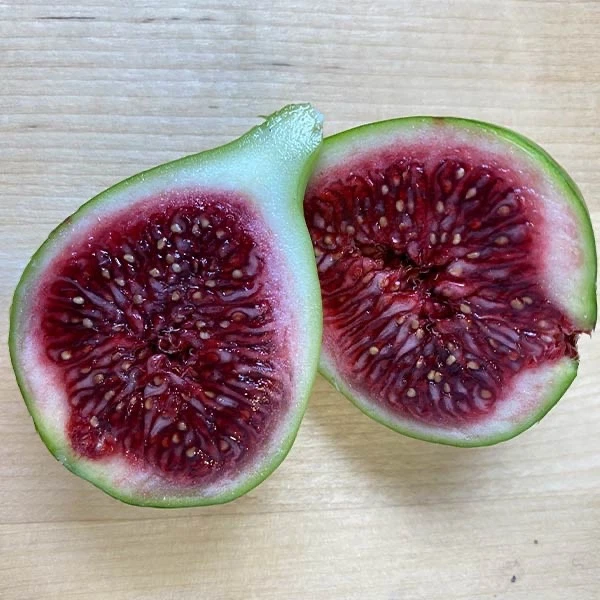 Strawberry Verte Fig Cuttings – 2 Fresh Ficus carica Cuttings 12 Inches Long, Fruit Tree for Rooting