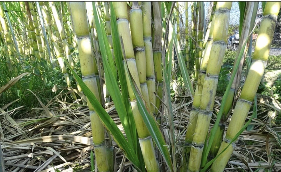 Sugarcane Rooted Cuttings – 2 Live Sprouted Saccharum Officinarum Plants for Tropical Garden Growing