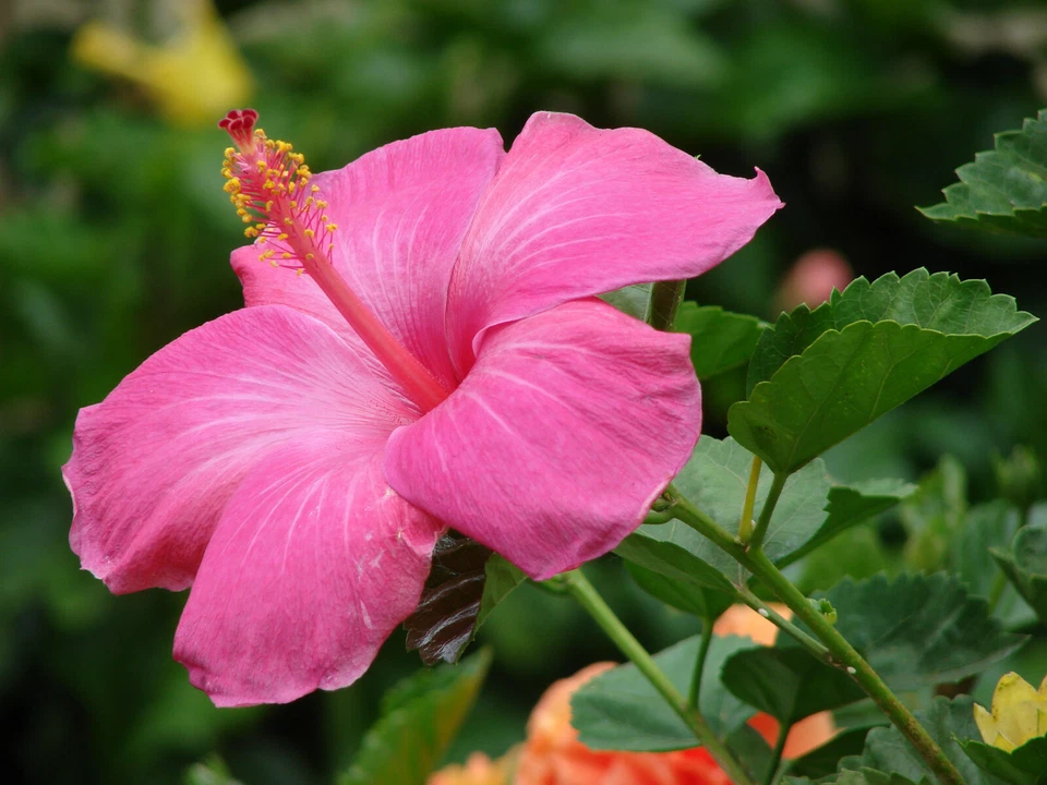 Hawaiian Pink Hibiscus Cutting – 1 Live Hibiscus rosa-sinensis Stem 2–4 Inch Long for Planting