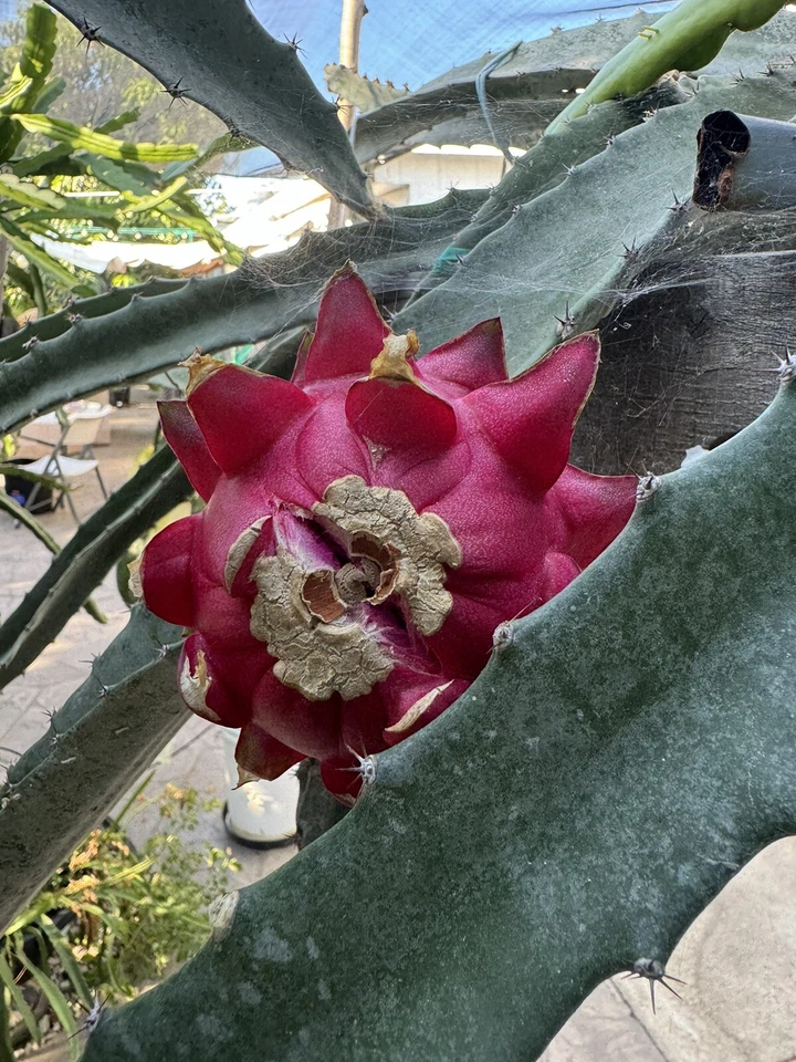 Dragon Fruit Cuttings Pitaya Cactus 15–18 Inch Unrooted Cuttings, Mixed Variety for Planting