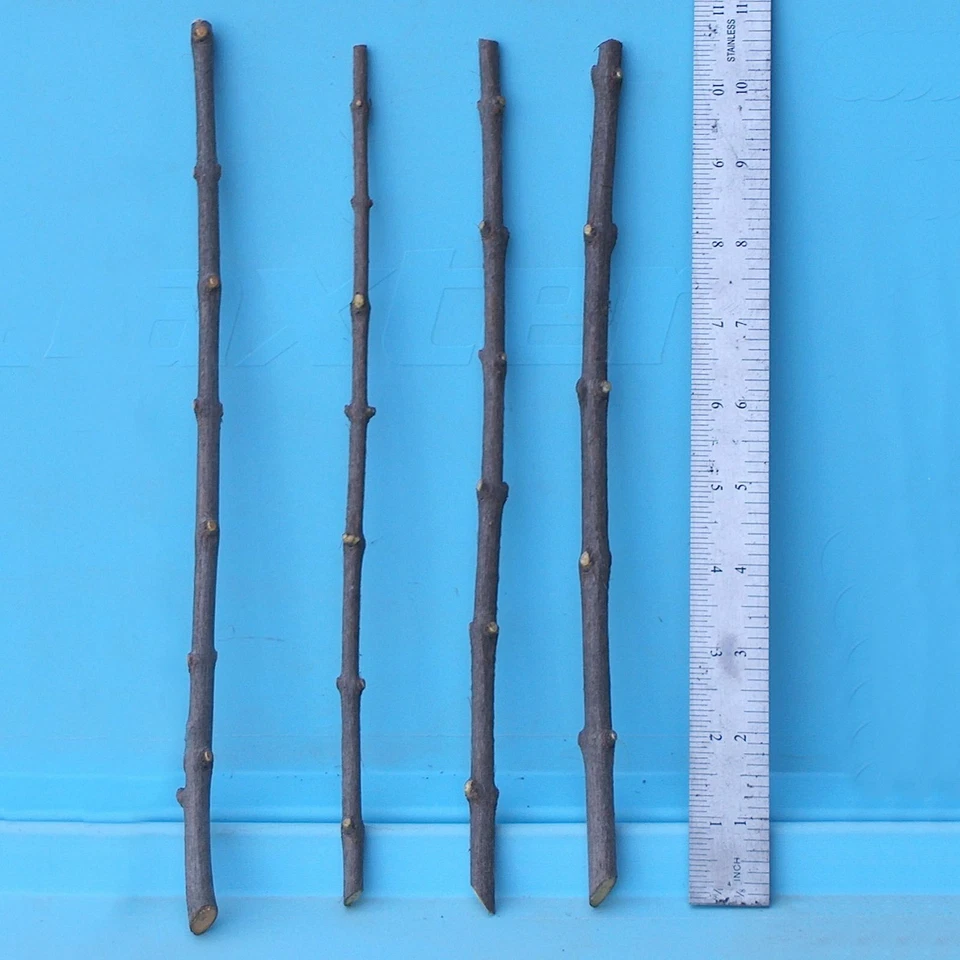Wonderful Pomegranate Cuttings – Lot of 4 Tree Cuttings from Mature Plant, Punica Granatum for Propagation