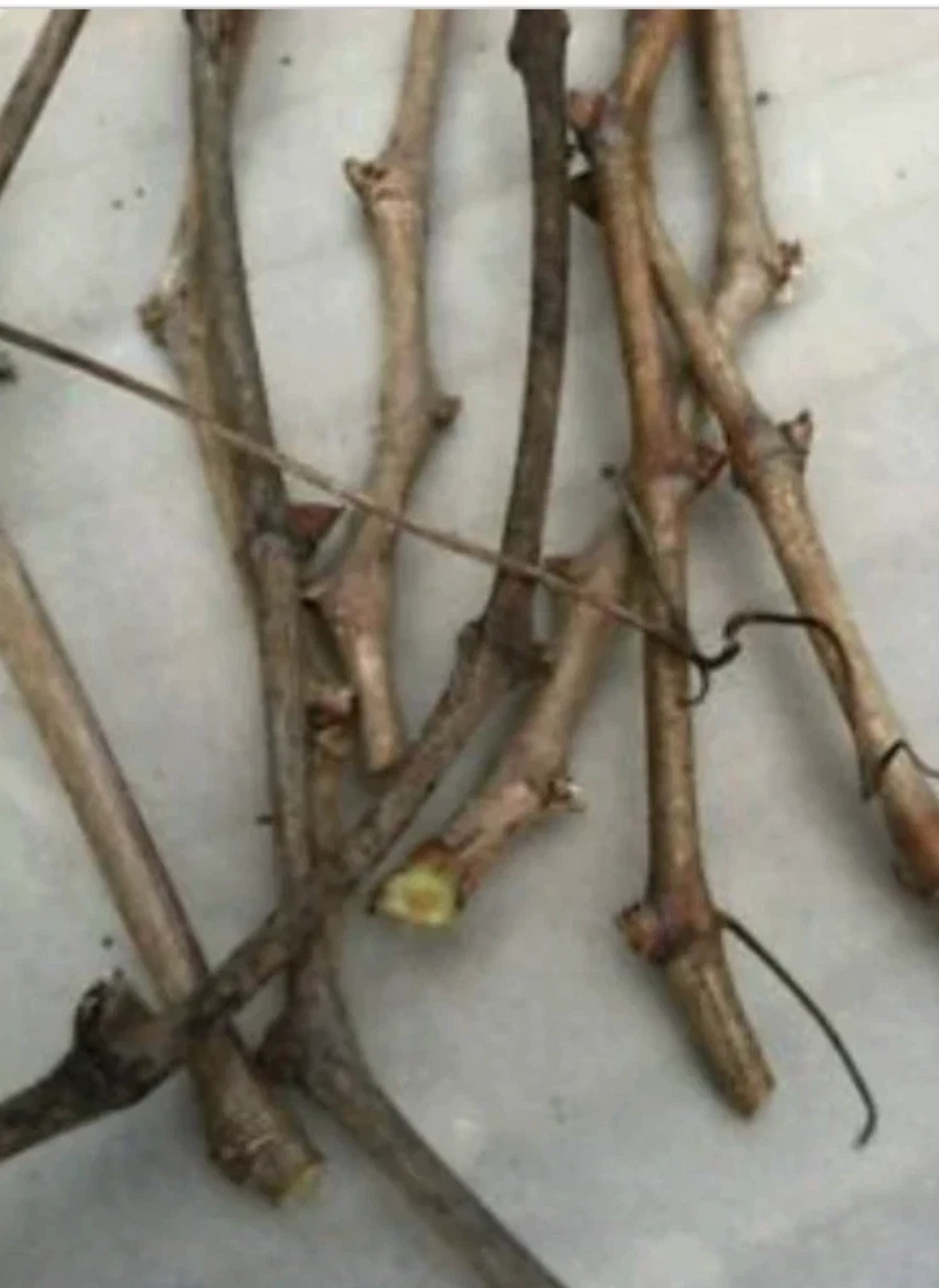 Somerset Seedless Grape Cuttings – 6 Unrooted Vitis Cuttings for Rooting, Cold Hardy Grape Vine Propagation