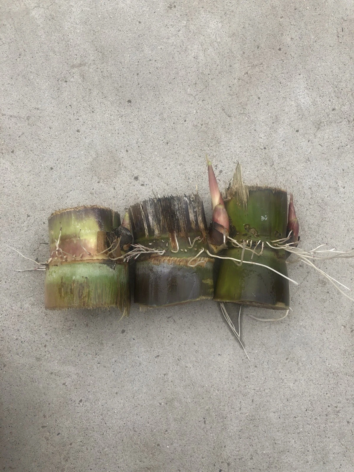 Sugarcane Rooted Cuttings for Planting – 3 Dark Green Saccharum officinarum Starter Plants Ready to Grow