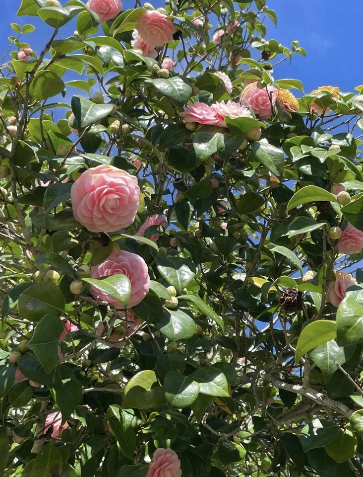 Camellia Japonica Cuttings – 4 Fresh Unrooted Cuttings Pink and White, Flowering Shrub Propagation