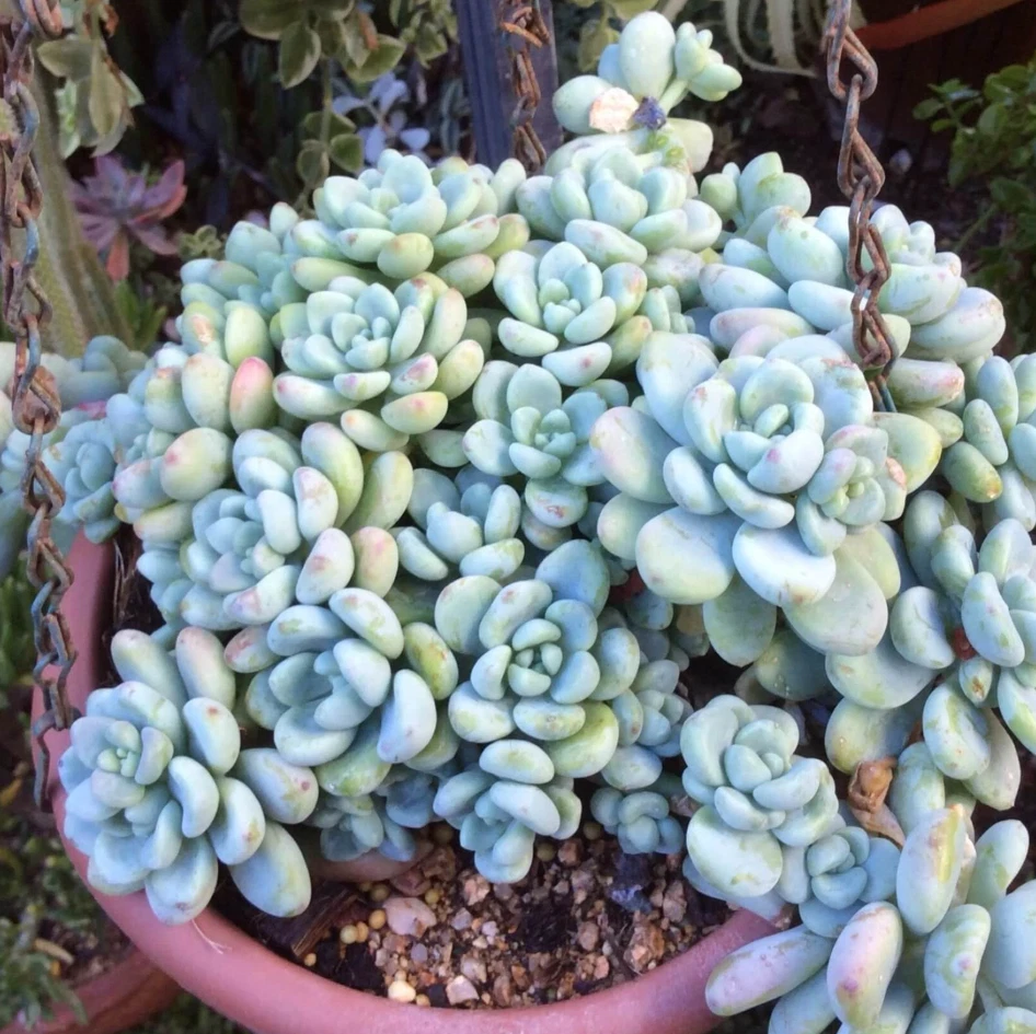 Sedum clavatum Succulent Live Plant – 2 Inch Potted Rosette, Indoor Outdoor Garden Plant