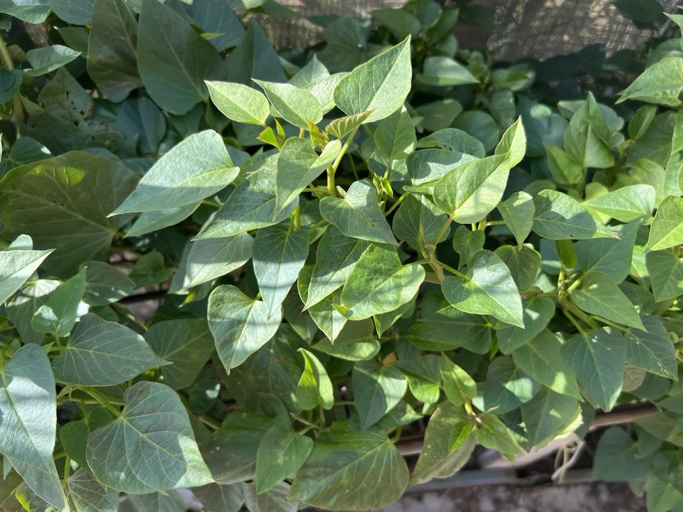 20 Rooted Sweet Potato Slips – Live Planting Vines Ready to Plant, Ipomoea batatas Starter Cuttings