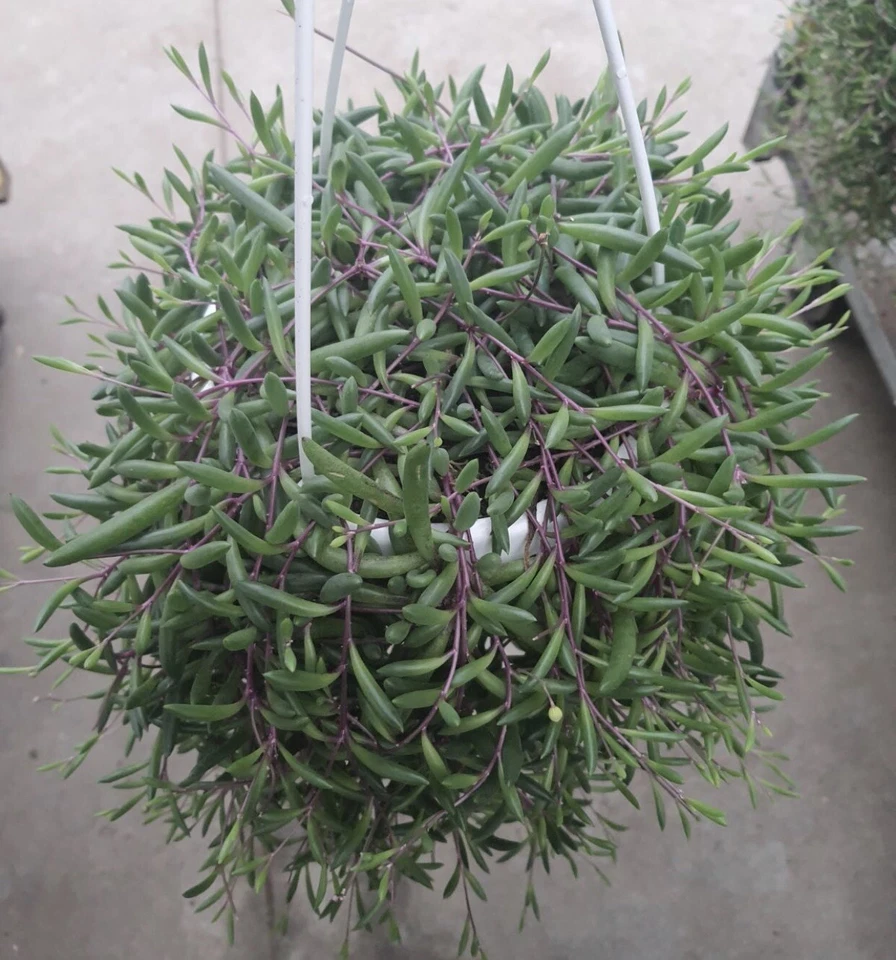 Othonna Capensis Ruby Necklace Cuttings for Planting – 5 Unrooted Hanging Succulent Stems, 3–4 Inch