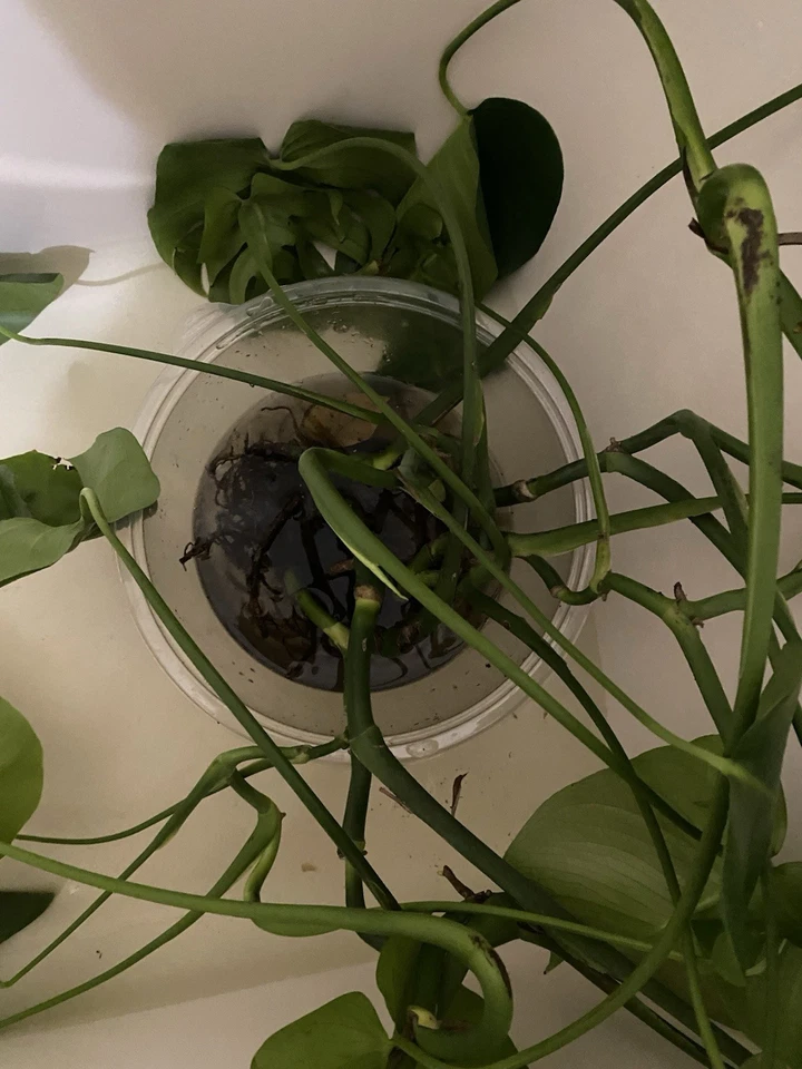 Monstera Deliciosa Live Rooted Plant Cutting, Divided Starter Houseplant for Indoor Growing