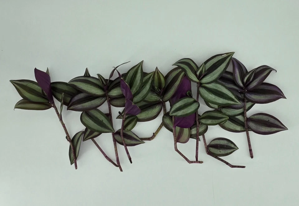 Tradescantia Zebrina Cuttings for Planting – Purple Wandering Jew, 12 Live Unrooted Stems, 4–6 Inch Cuttings