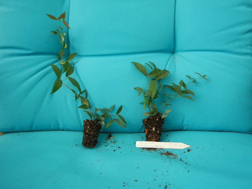 Yellow Crossvine Starter Plant – Rooted Bignonia Capreolata Vine, Live Climbing Perennial for Garden Trellis