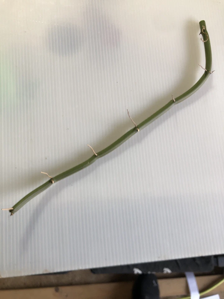 Vanilla Orchid Cuttings – Vanilla dilloniana Live Plant Cuttings, 20 Inch Mature Vine for Planting