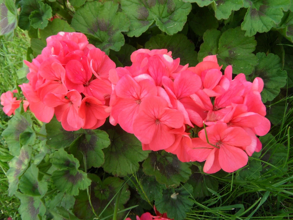 Zonal Geranium – 4 Fresh Cuttings (4 inch) – Pelargonium Starter Cuttings for Garden Bedding or Containers