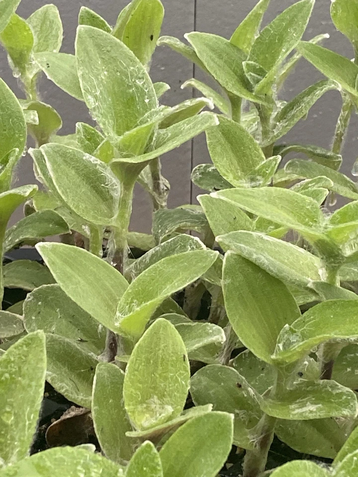 White Fuzzy Tradescantia – 2 Rooted Cuttings, Live Houseplant Starts, Soft Silver-Green Foliage, Easy Care Indoor Plant