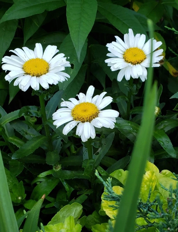 Shasta Daisy Becky Bare Root Live Plant, White Perennial Flower for Mass Planting and Garden Borders