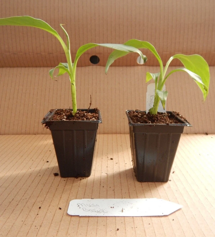 Basjoo Banana Tree Starter Plant – Small Rooted Musa basjoo Live Banana Plant, Cold Hardy Outdoor Tropical