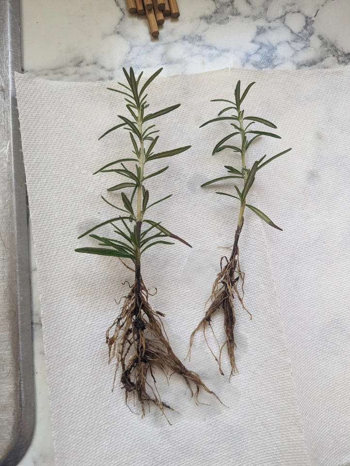 Rosemary Rooted Cuttings – Lot of 2 Live Salvia rosmarinus Plants 5–8 Inches, Bare Root Herb for Planting