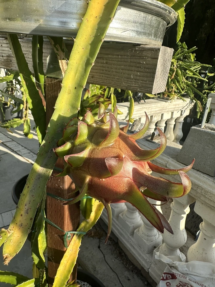 Coco Iris Dragon Fruit Cutting – 10–15” Long Live Cactus Stem, Rare Hylocereus Variety for Growing Exotic Fruit Plants