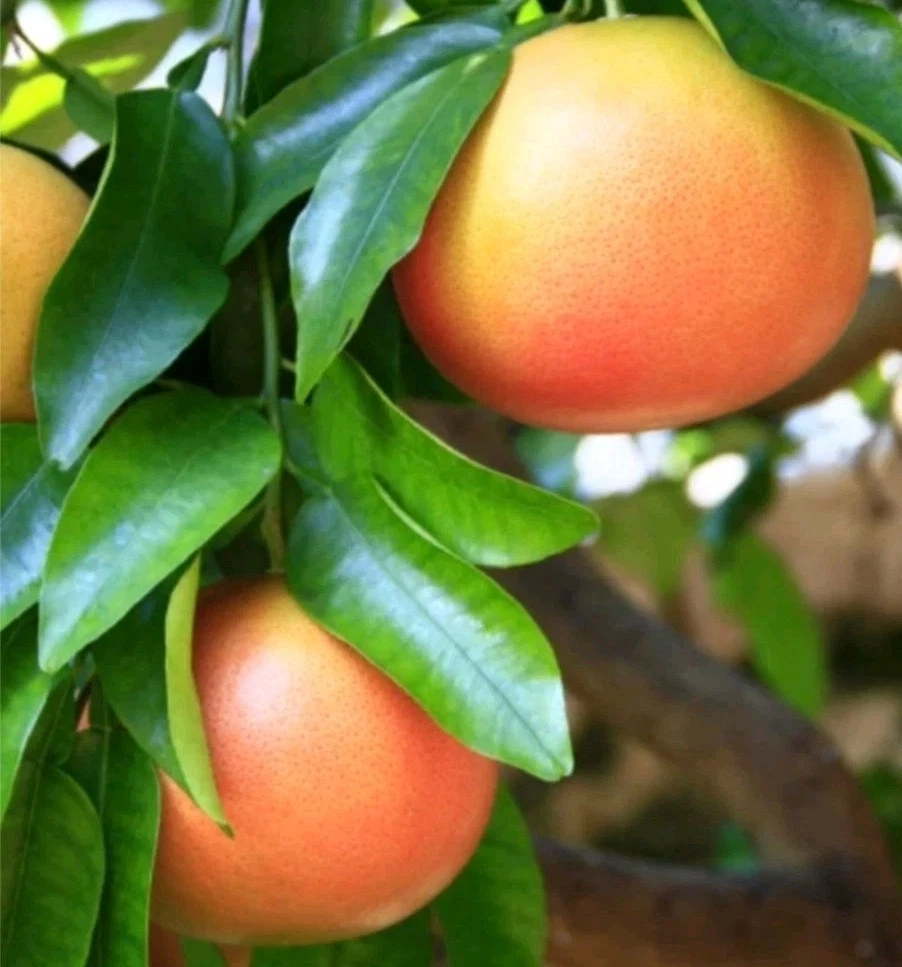 Ruby Grapefruit Cutting – Citrus paradisi Unrooted Cutting 6–8 Inch for Rooting or Grafting, Fruit Tree Propagation
