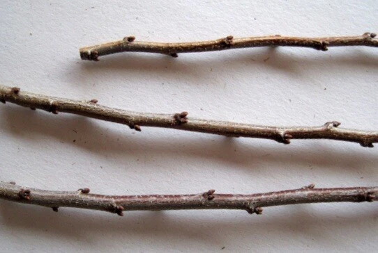 Jatropha integerrima Cuttings – 8 Fresh Peregrina / Spicy Jatropha Scion Wood for Propagation