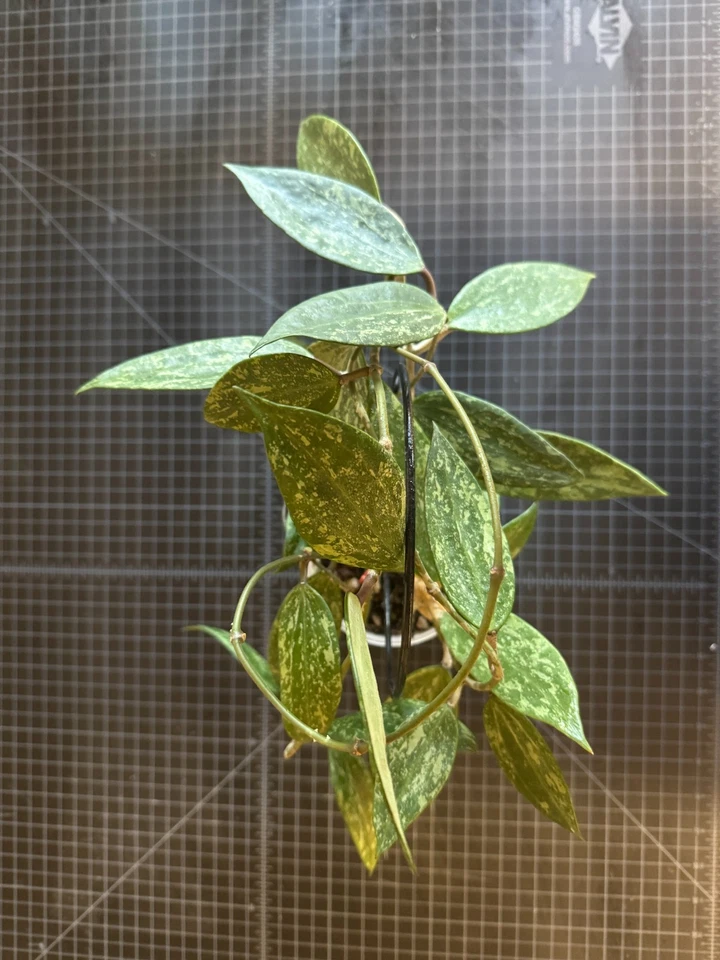 Hoya Rangsan 1 Node Cutting – Live Hoya Plant Cutting, Rare Wax Plant Vine for Indoor Growing