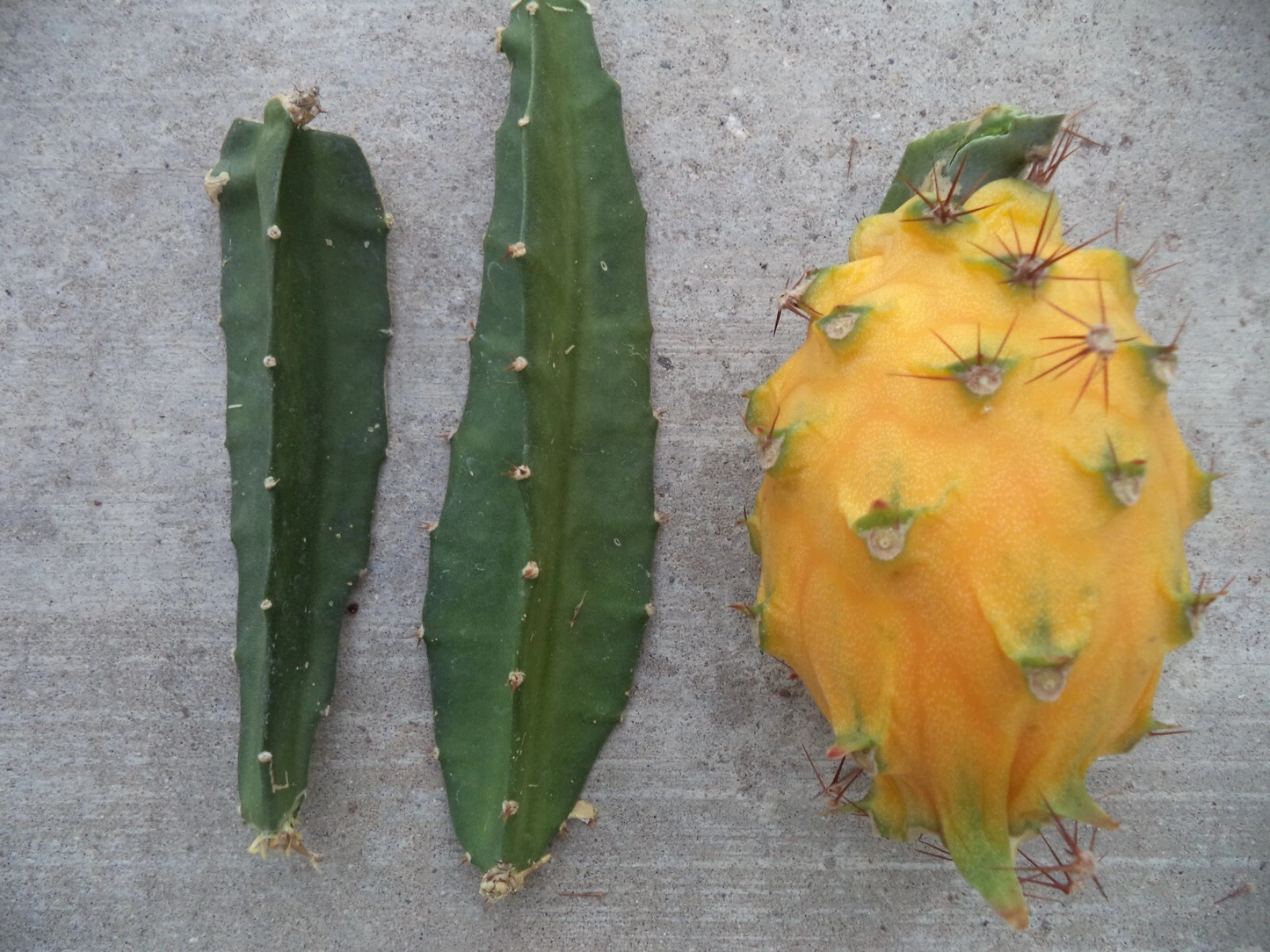 Yellow Dragon Fruit Palora Cutting 3–4 Inch, Selenicereus megalanthus Fresh Cactus Cutting for Propagation