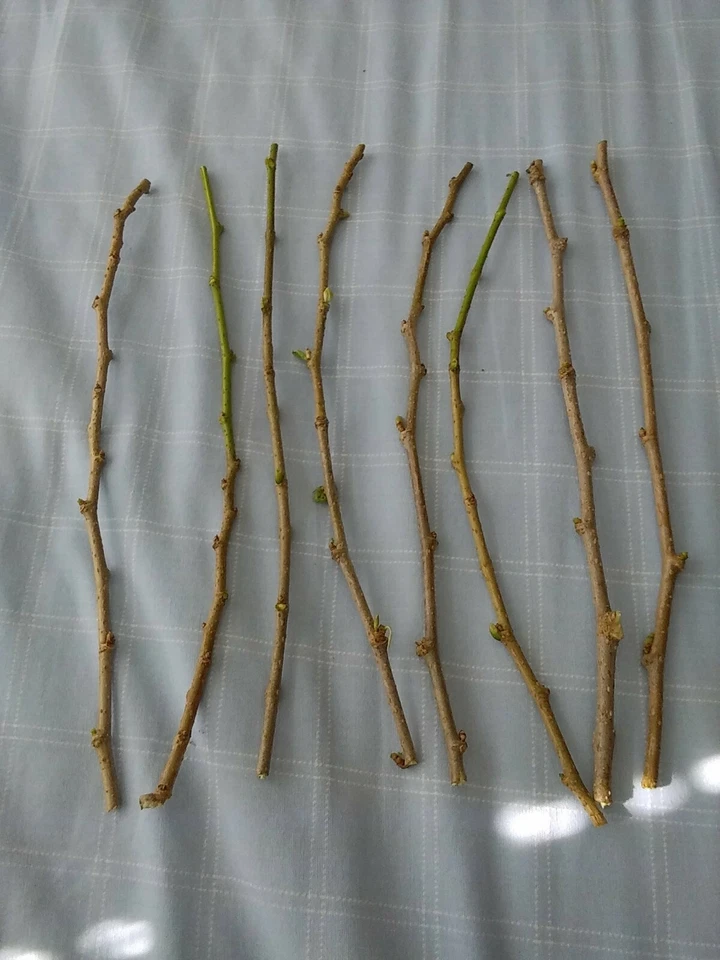 6 Red Mulberry Tree Cuttings Morus Rubra Unrooted 6 to 8 Inch for Propagation Fruit Tree Planting
