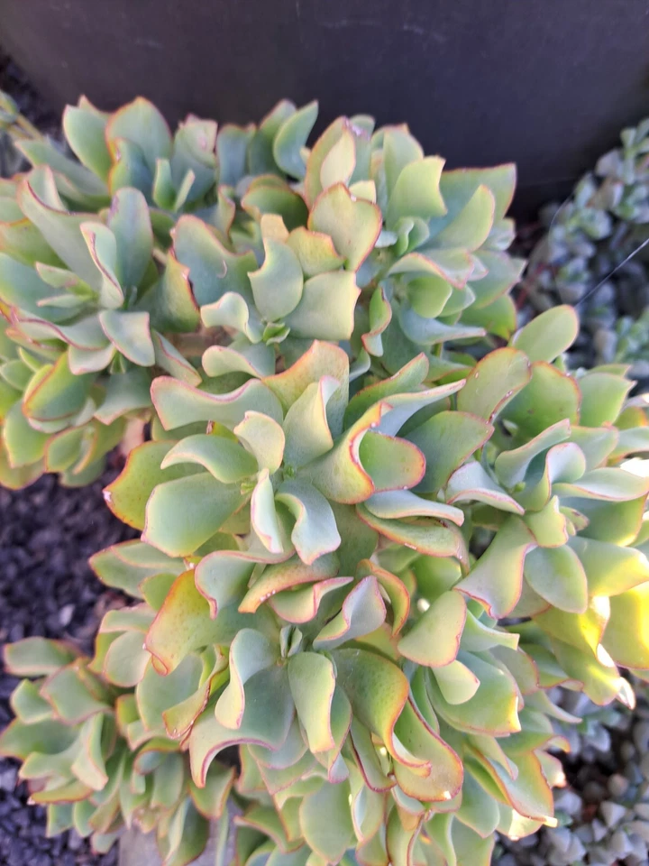 Ripple Jade Cuttings – 5 Crassula Arborescens Undulatifolia Ruffle Jade Cuttings for Indoor Succulent Propagation