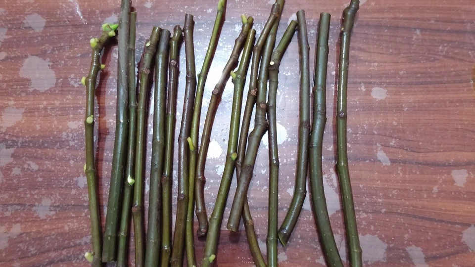 Conadria Fig Cuttings – 2 Fresh Fig Tree Cuttings with Willow Water for Rooting – Ficus Carica Starter Set