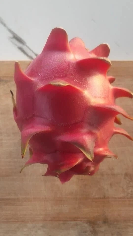 Dragon Fruit Cuttings – 12 Live Pitaya Cuttings 8–14 Inches Long, Tropical Climbing Cactus for Planting