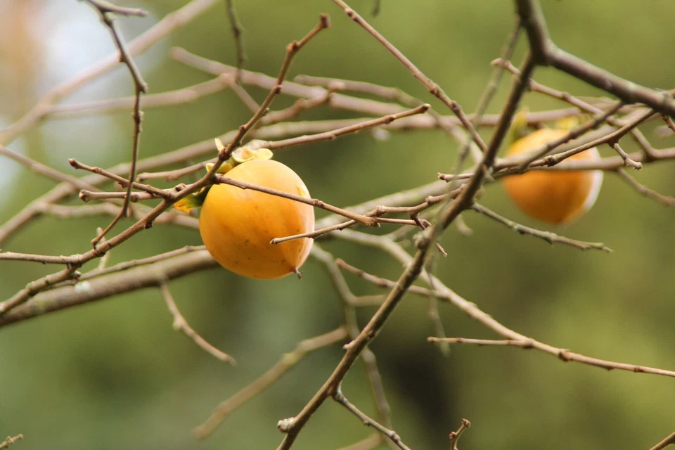 Hachiya Persimmon Cuttings – 5 Fresh Branch Cuts from Japanese Fruit Tree, Diospyros kaki Scion Wood for Grafting & Propagation