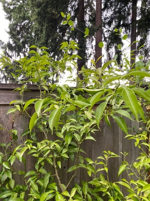 Yuzu Citrus Tree Cuttings Unrooted, Citrus Junos Cold Hardy Citrus Scions for Propagation Set of 4