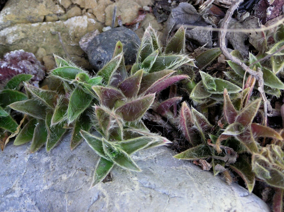 Tradescantia Somaliensis Miniature Desert Spiderwort Live Plant Indoor Succulent Houseplant
