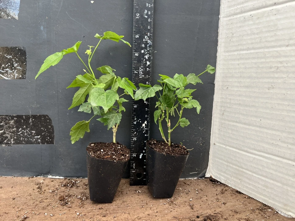 Pink Abutilon Flowering Maple Live Plant for Planting – Small Rooted Starter, Bell-Shaped Blooms