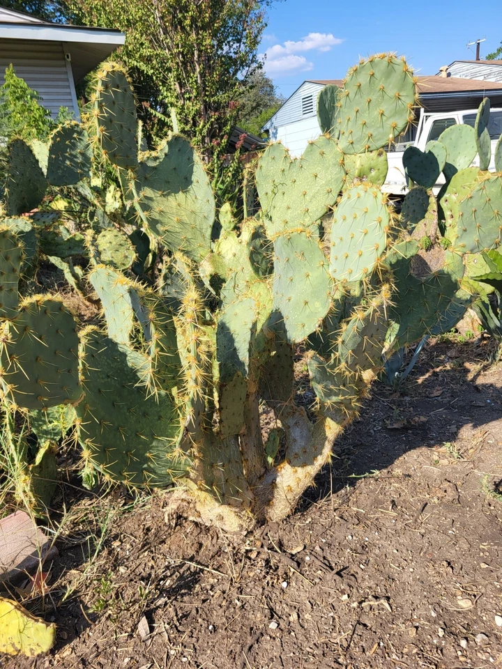 Opuntia alta Prickly Pear Pad – 1 Live Cactus Pad, Rare South Texas White-Blooming Variety, Unique Nopal Starter Plant