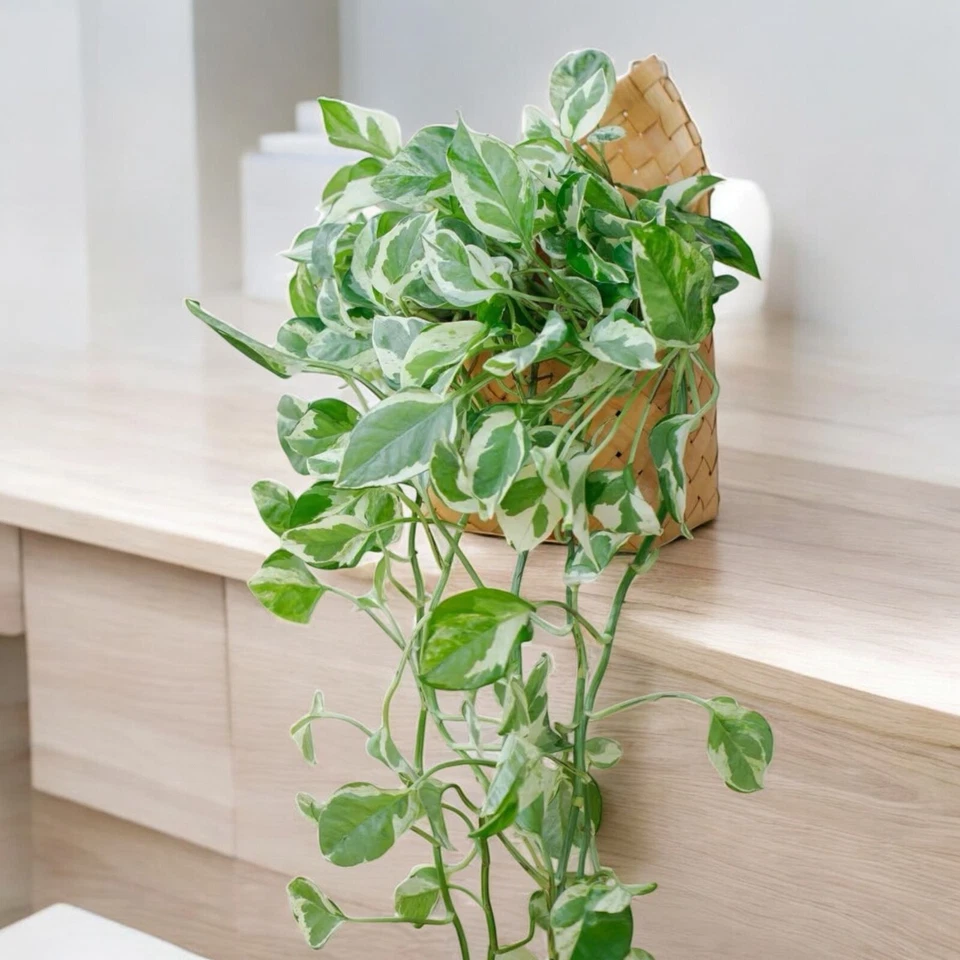 Pothos Pearls and Jade Cuttings Set of 3 Unrooted 4–5 Inch Epipremnum Aureum Indoor Houseplant