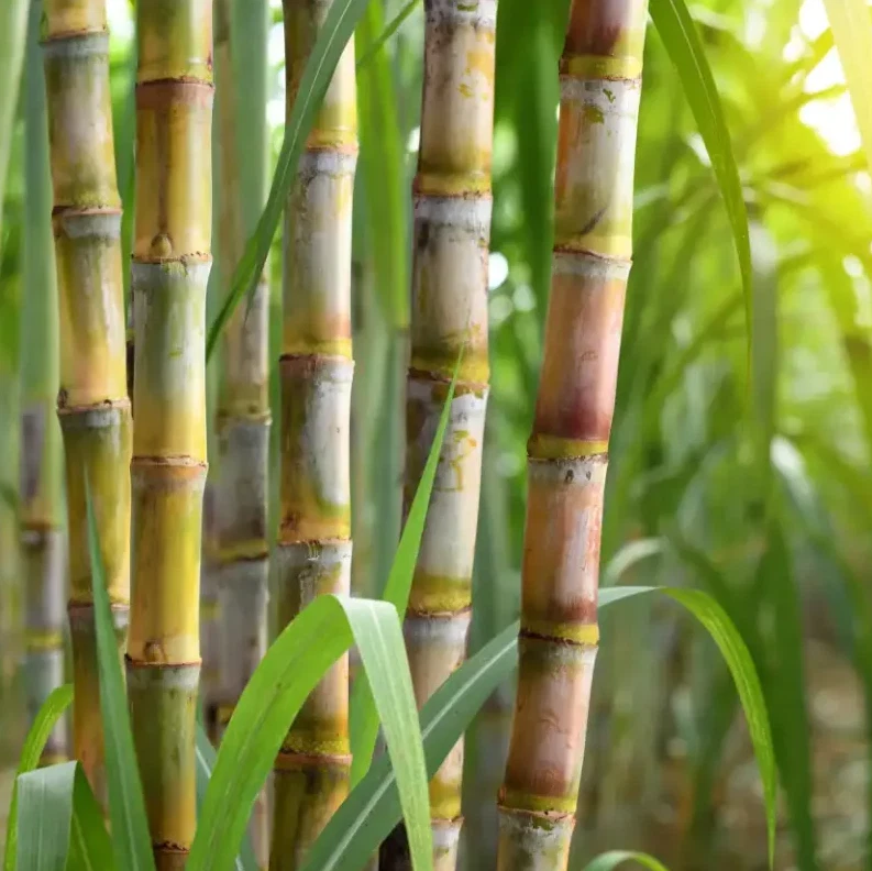Yellow Sugarcane Plant Cuttings 18 Inch Long with 3–4 Nodes, Saccharum officinarum Live Cane Set of 20