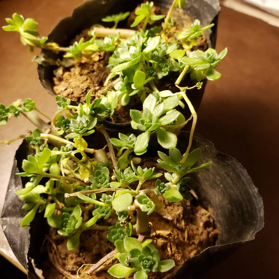 Sedum Sarmentosum Plant – Gold Moss Stonecrop – 垂盆草 – 1 Pot Live Edible Perennial Groundcover