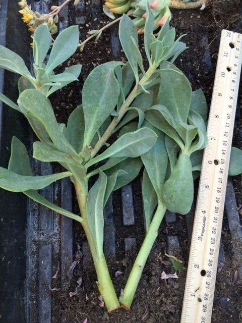 Rock Purslane Cuttings Calandrinia Spectabilis, Magenta Purple Flowering Succulent Plant Stems for Propagation Set of 6